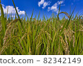 Rice before harvest 82342149