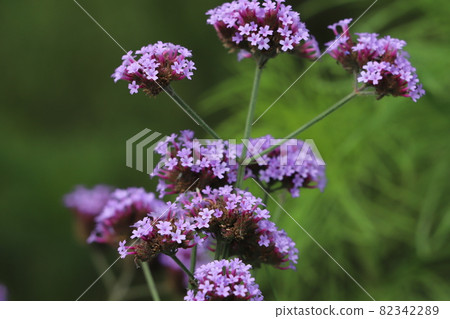 Purple flowers of Verbena bonariensis blooming in the autumn park 82342289