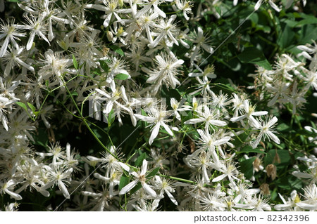 White flowers of the Clematis White flowers of the Clematis 82342396