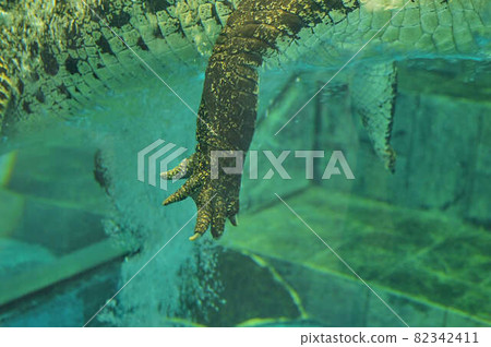 大鱷魚前掌 82342411