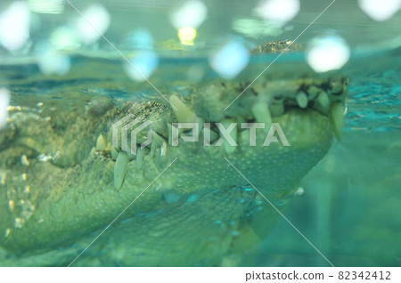 Large crocodile mouth 82342412
