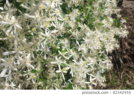 White flowers of the Clematis 82342458