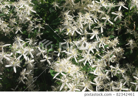 鐵線蓮的白花 82342461