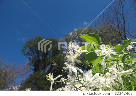 鐵線蓮白花【藍天背景】 82342462