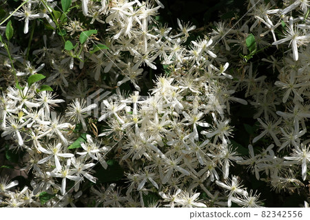 White flowers of the Clematis White flowers of the Clematis 82342556
