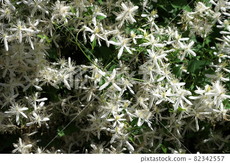鐵線蓮的白花 鐵線蓮的白花 82342557