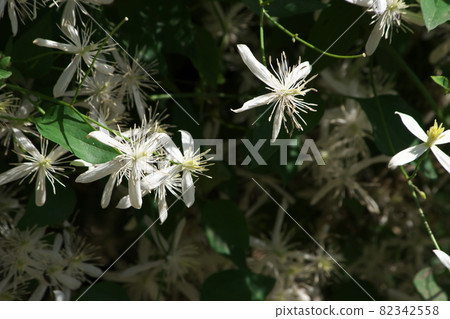 鐵線蓮的白花[深色背景] 82342558