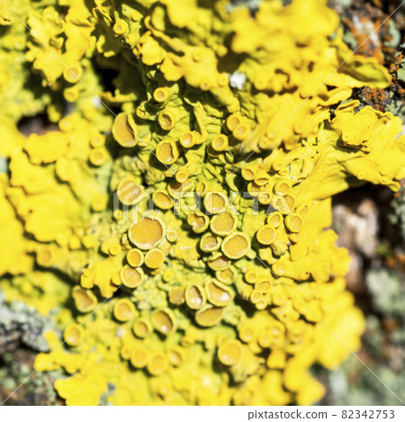 Bright yellow lichen Xanthoria parietina on a tree bark, close-up Bright yellow lichen Xanthoria parietina on a tree bark, close-up 82342753