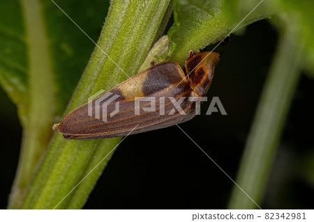 Adult Firefly Beetle Adult Firefly Beetle 82342981