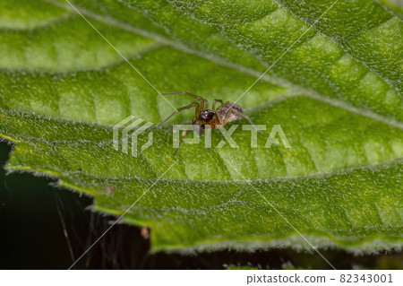 Adult Male Small Meshweaver Spider Adult Male Small Meshweaver Spider 82343001