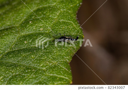 Adult Non-biting Midge 82343007