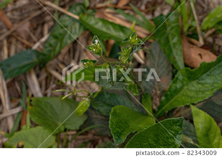 Elephant Foot Plant Elephant Foot Plant 82343009