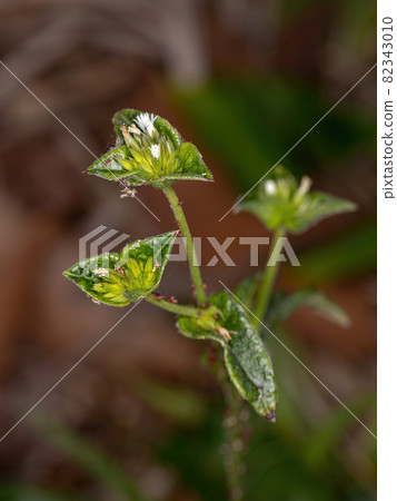 Elephant Foot Plant Elephant Foot Plant 82343010