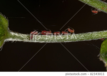 Red Aphids Insects Red Aphids Insects 82343011