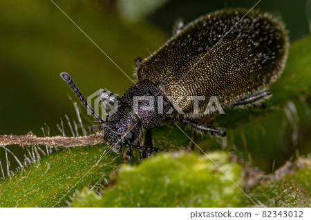 Adult Long-jointed Beetle Adult Long-jointed Beetle 82343012