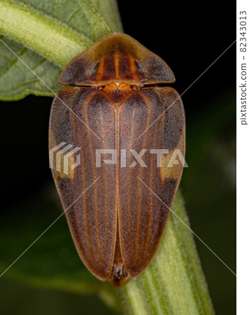Adult Firefly Beetle 82343013