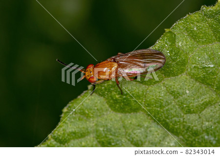 Adult Acalyptrate Fly Adult Acalyptrate Fly 82343014