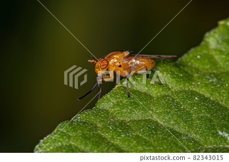 Adult Acalyptrate Fly 82343015