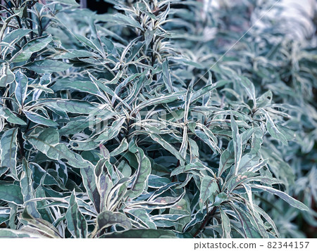 Greenery background of nature plant and leaf 82344157