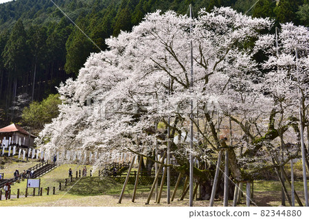 岐阜縣本棲市 Neodani Usuzumi Sakura 岐阜縣本棲市 Neodani Usuzumi Sakura 82344880