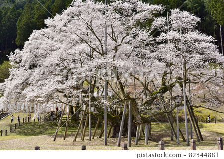 岐阜縣本棲市 Neodani Usuzumi Sakura 82344881