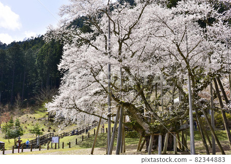 岐阜縣本棲市 Neodani Usuzumi Sakura 82344883