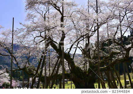 岐阜縣本棲市 Neodani Usuzumi Sakura 82344884