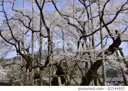 岐阜縣本棲市 Neodani Usuzumi Sakura 82344885