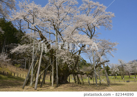 Motosu City, Gifu Prefecture Neodani Usuzumi Sakura 82344890