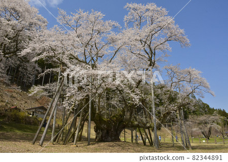 岐阜縣本棲市 Neodani Usuzumi Sakura 82344891