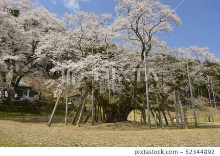 岐阜縣本棲市 Neodani Usuzumi Sakura 82344892