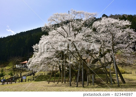 岐阜縣本棲市 Neodani Usuzumi Sakura 82344897