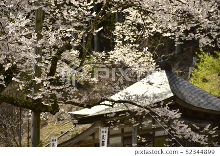 岐阜縣本棲市 Neodani Usuzumi Sakura 82344899
