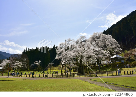 岐阜縣本棲市 Neodani Usuzumi Sakura 岐阜縣本棲市 Neodani Usuzumi Sakura 82344900