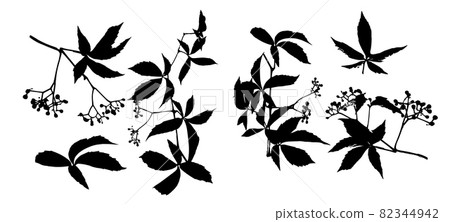 Set of monochrome leaves. Parthenocissus inserta. Vector illustration 82344942