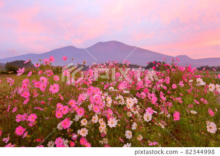 Cosmos and Mt. Asama Cosmos and Mt. Asama 82344998
