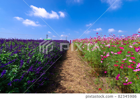 Cosmos field and salvia [Hanaoka, Takasaki City, Gunma Prefecture] 82345986
