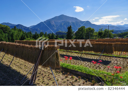 Terasaka Rice Terrace, cluster amaryllis and rural scenery [Yokoze Town, Chichibu District, Saitama Prefecture] 82346444
