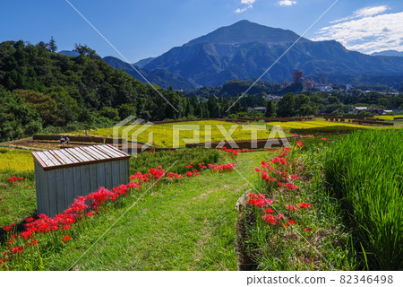 Terasaka Rice Terrace, cluster amaryllis and Mt. Buko [Yokoze Town, Chichibu District, Saitama Prefecture] 82346498