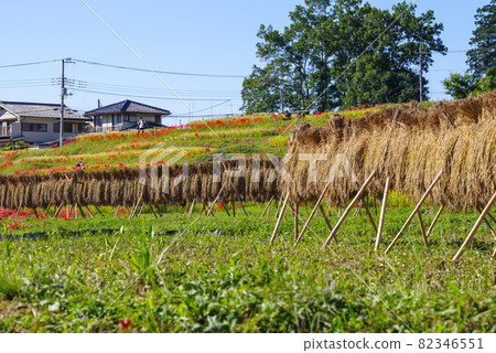 Terasaka Rice Terrace, cluster amaryllis and rural scenery [Yokoze Town, Chichibu District, Saitama Prefecture] 82346551