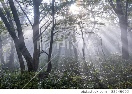 A landscape of light rays shining into the forest at dawn 82346603