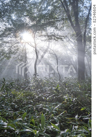 A landscape of light rays shining into the forest at dawn 82346604