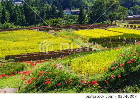 日本原風景【里山】（埼玉縣秩父區橫瀨町寺坂梯田） 82346807