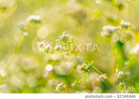 朝陽下的秋葵花[長野縣] 82346846