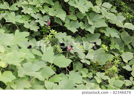 Kudzu 82346879