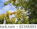 Ginkgo biloba 82346883