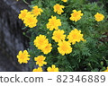 Marigold  82346889