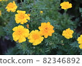 Marigold  82346892