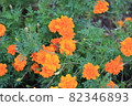 Marigold  82346893