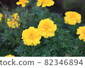 Marigold  82346894